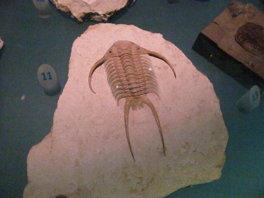Cheiruridae