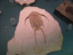 Paraceraurus exsull