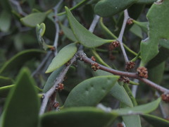 Maytenus viscifolia