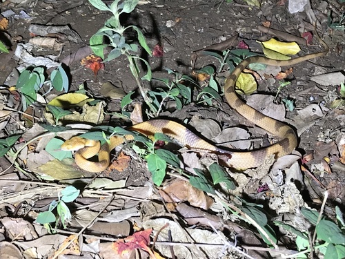 Common Tiger Snake, Telescopus semiannulatus