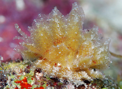 Polybranchia jensenae