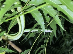 Philothamnus punctatus