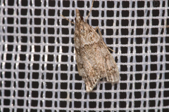 Eudonia lacustrata