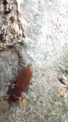 Platisus angusticollis