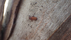 Platisus angusticollis