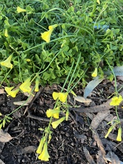 Oxalis pes-caprae