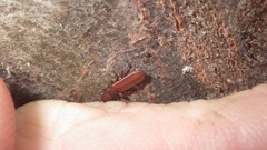Platisus angusticollis