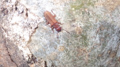 Platisus angusticollis