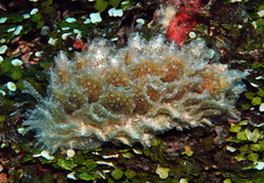 Polybranchia jensenae