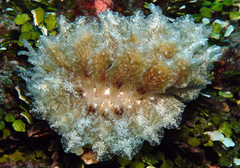 Polybranchia jensenae