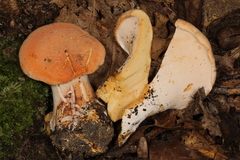 Hydnum subolympicum