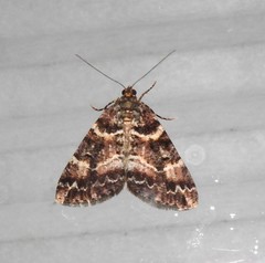 Pseudocoremia productata