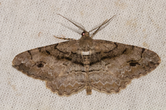 Alcis deversata