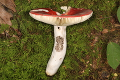 Russula rubescens