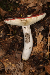 Russula rubescens