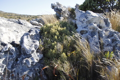 Grubbia tomentosa