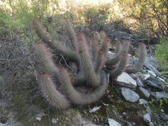 Trichocereus strigosus