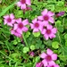 Brazilian Woodsorrel - Photo (c) Laura Clark, some rights reserved (CC BY), uploaded by Laura Clark