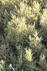Grubbia tomentosa