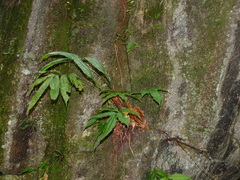 Mickelia nicotianifolia