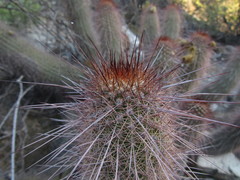 Trichocereus strigosus