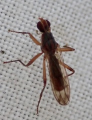 Norellia spinipes