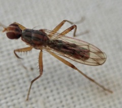 Norellia spinipes