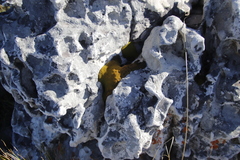 Hypodontium pomiforme