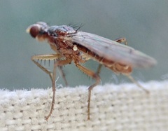 Norellia spinipes