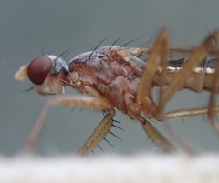 Norellia spinipes