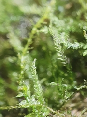 Rhynchostegiella teneriffae