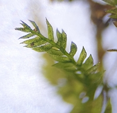 Rhynchostegiella teneriffae
