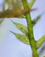 Rhynchostegiella teneriffae