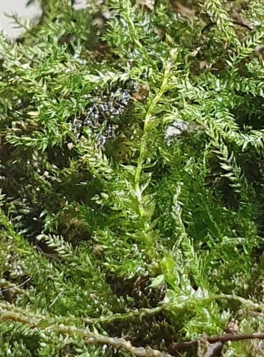 Image of Rhynchostegiella teneriffae by no rights reserved