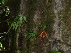 Mickelia nicotianifolia