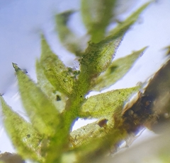Rhynchostegiella teneriffae