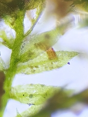Rhynchostegiella teneriffae