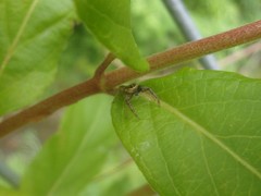 Salticidae