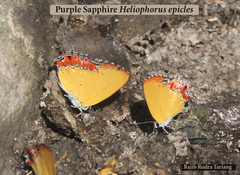 Heliophorus epicles