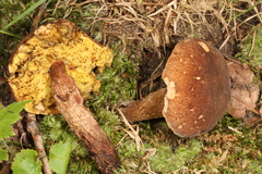 Boletellus chrysenteroides