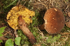 Boletellus chrysenteroides