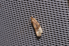 Apotomis betuletana