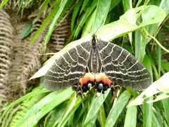 Bhutanitis lidderdalii