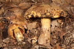 Boletus vermiculosus
