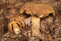 Boletus vermiculosus