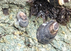 Lottia paradigitalis