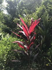 Cordyline fruticosa image