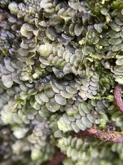 Calypogeia integristipula