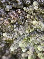 Calypogeia integristipula