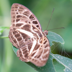 Catuna oberthueri